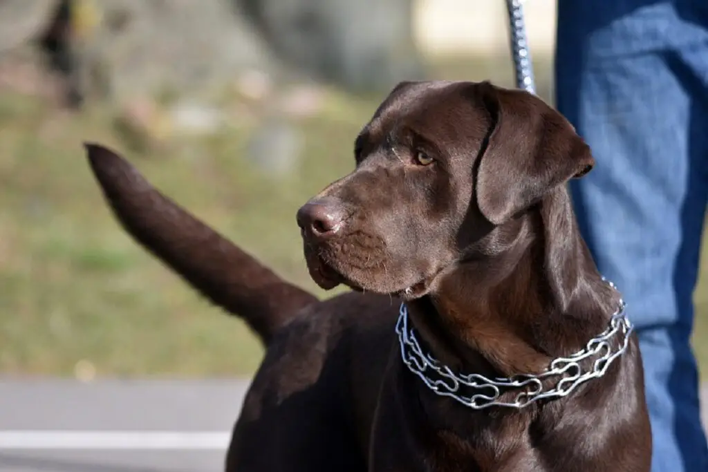 Wie man einem Hund ein Stachelhalsband anlegt