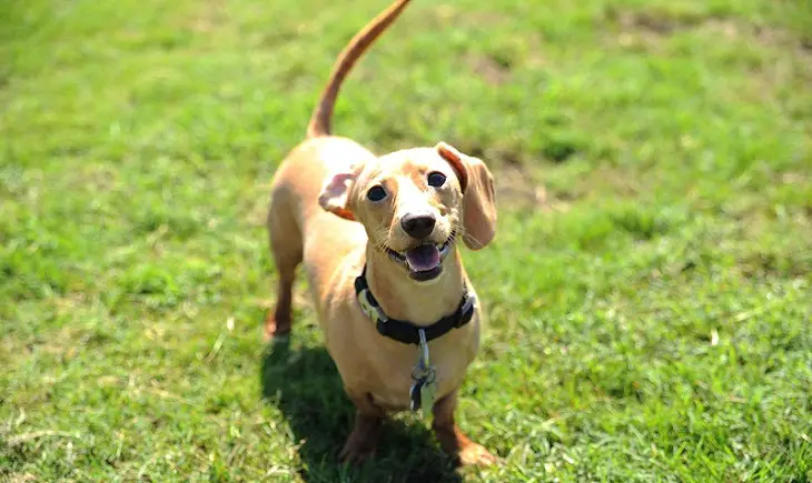 Wie man einen Hund vom Jammern abhält