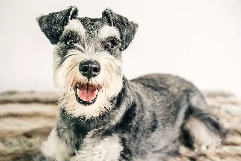 Parti-Schnauzer
