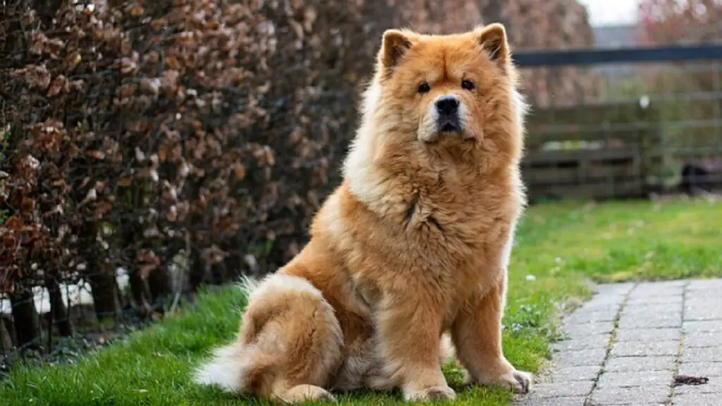 asiatischer Hund
