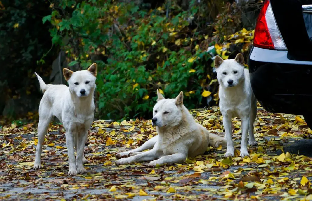 Asiatischer Jagdhund
