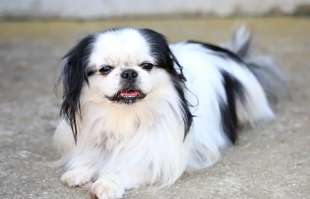 asiatisch aussehender Hund
