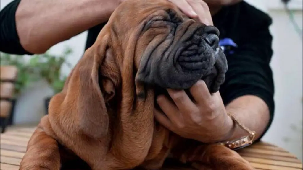 große asiatische Hunde
