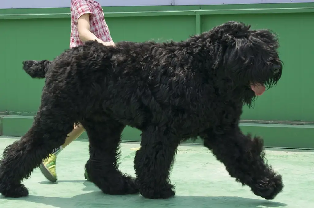 flauschiger chinesischer Hund
