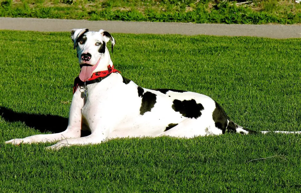 großer schwarz-weißer Hund
