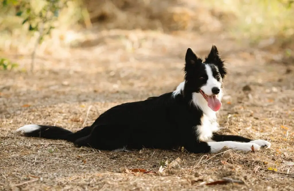 Schwarz-weißer Hund
