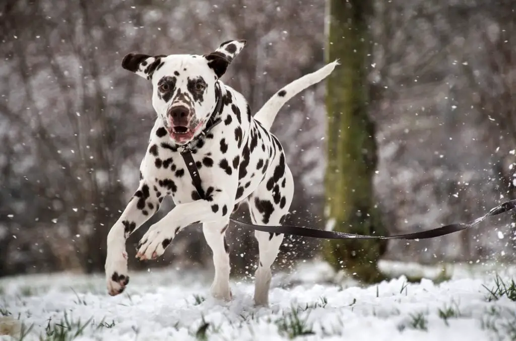 schwarze und weiße Hunde
