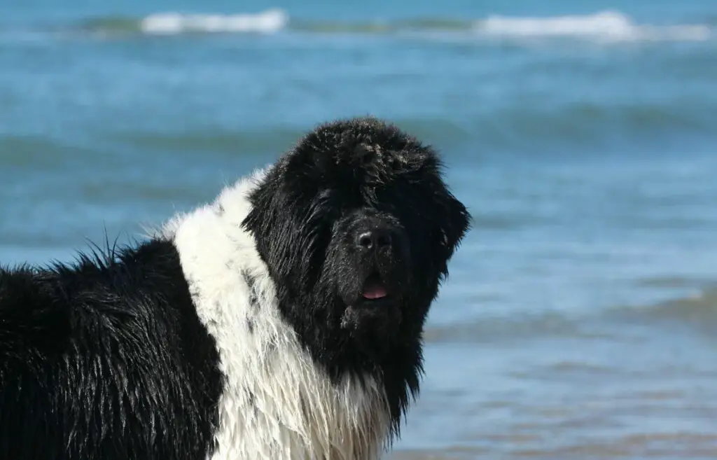 Schwarz-weißer langhaariger Hund
