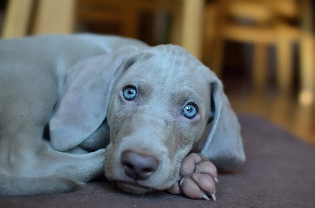 blauäugiger Hund
