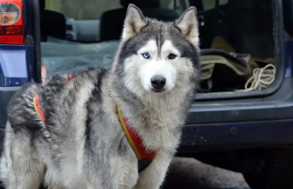 Blauäugige Hunde
