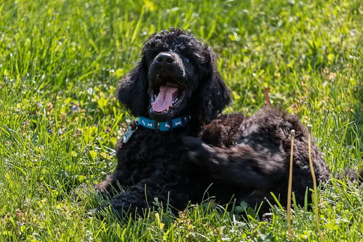 Hypoallergener Irish Water Spaniel