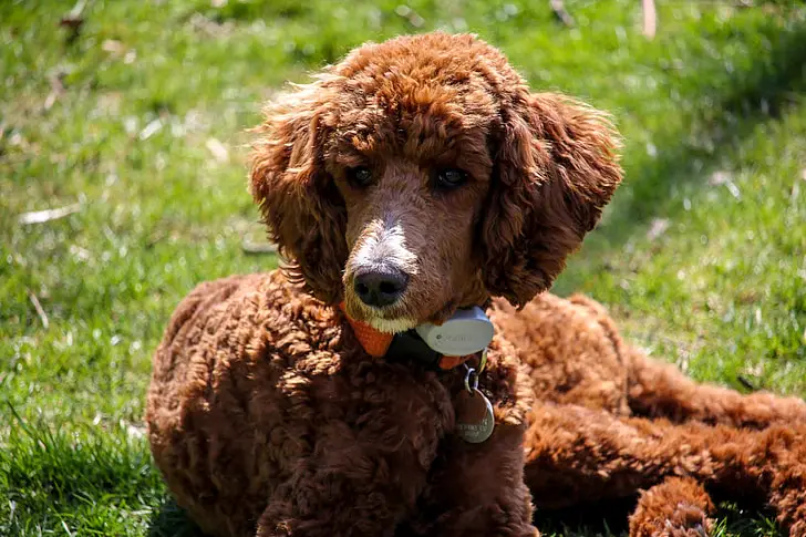 Rettung eines irischen Wasserspaniels