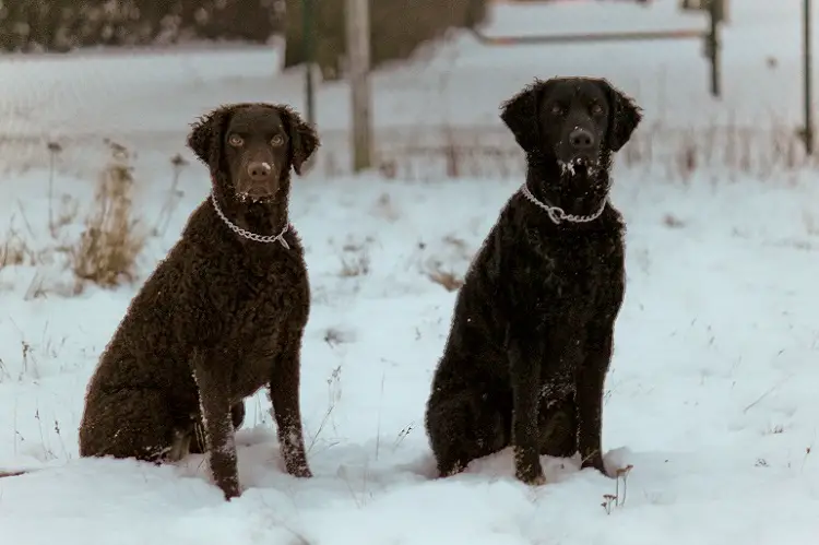 Züchter von Irish Water Spaniels