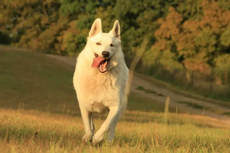 Wie viele Hunde gibt es in den USA?