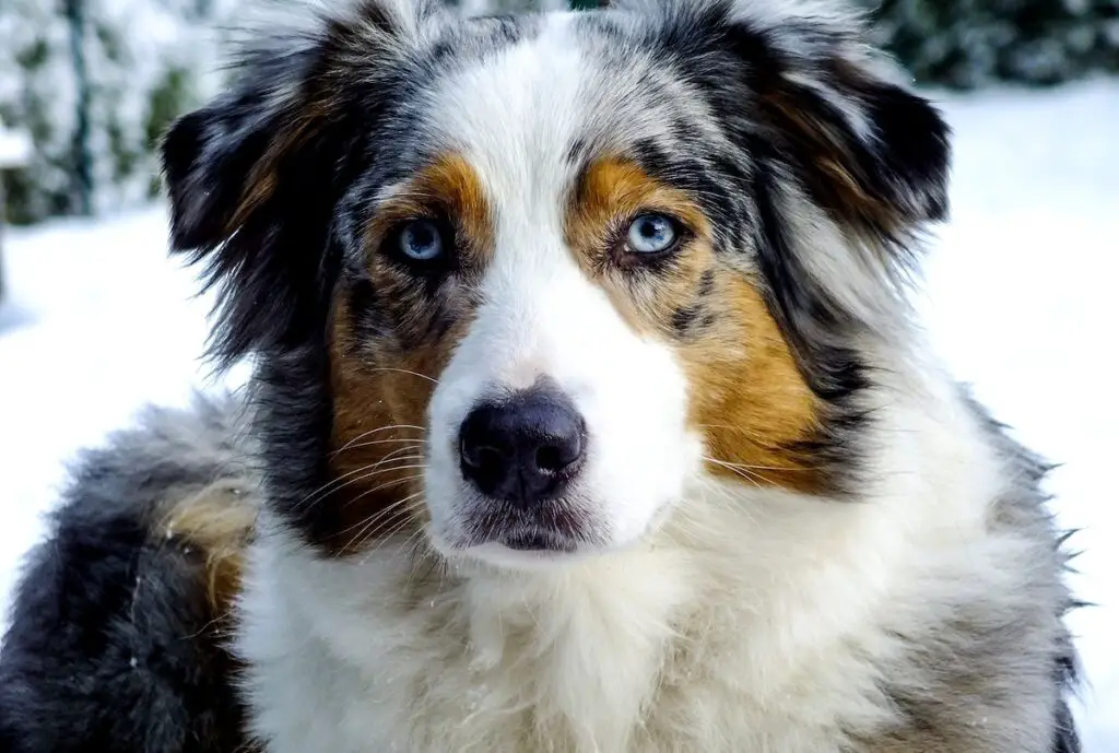 Hunderassen mit blauen Augen
