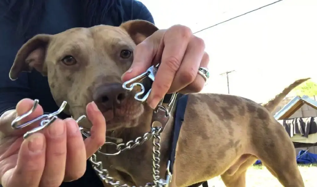 Wie sollte man einem Hundehalsband ein Stachelhalsband anbringen?