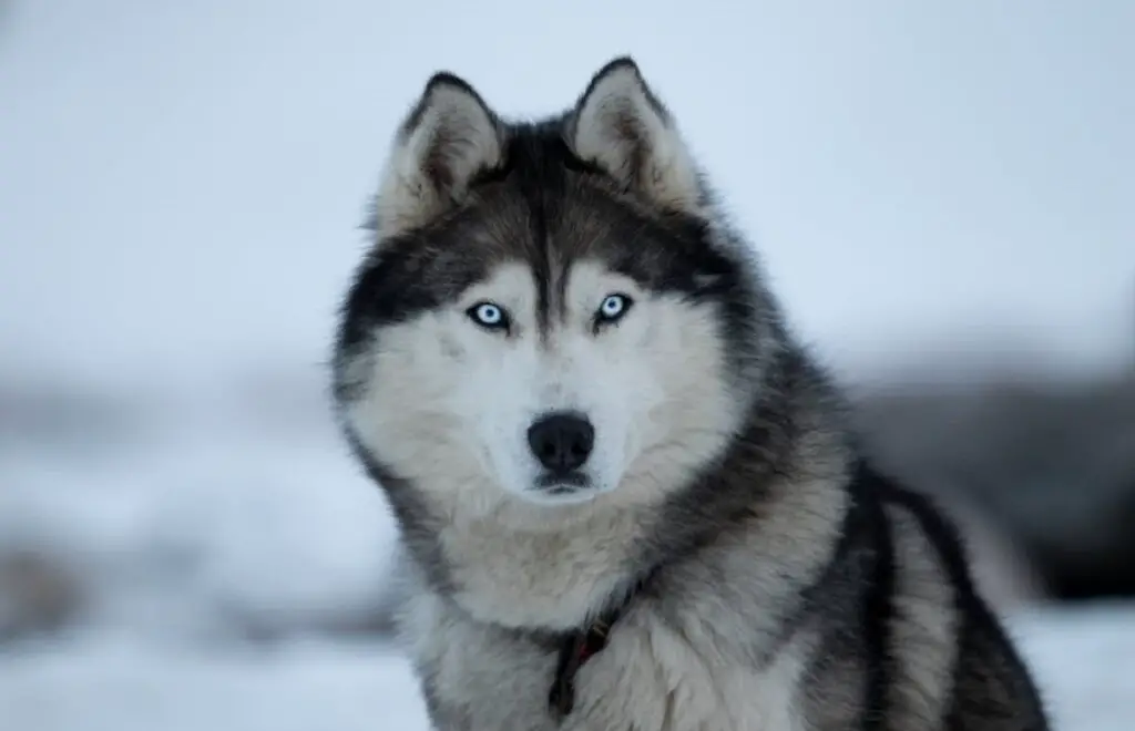 Hunde, die blaue Augen haben
