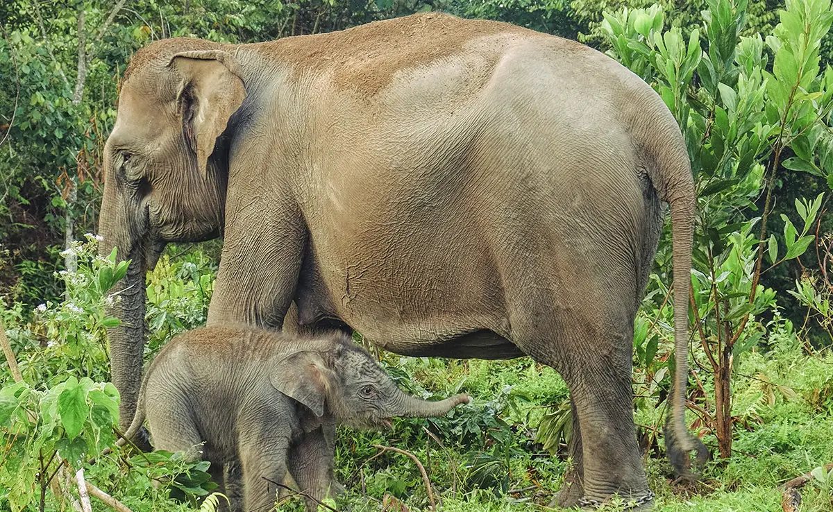 Der Sumatra-Elefant: Wer ist das? Wo und wie lebt er?