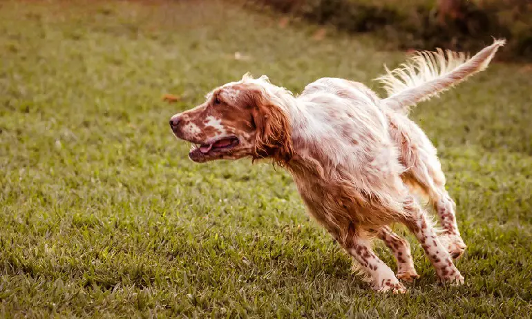 Englischer Setter haart
