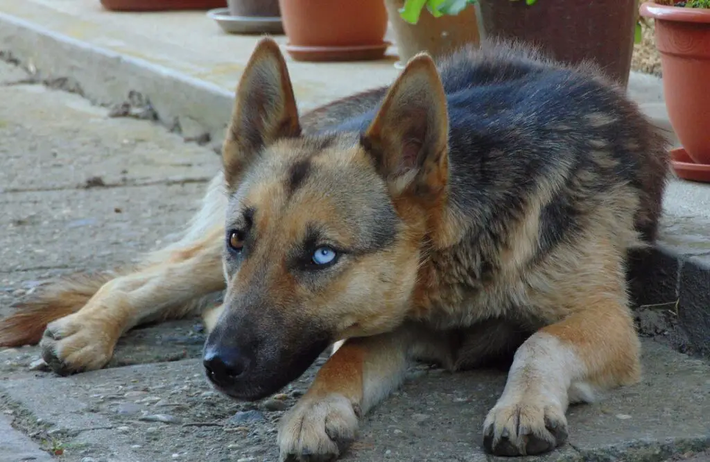 Schwarzer Schäferhund mit blauen Augen
