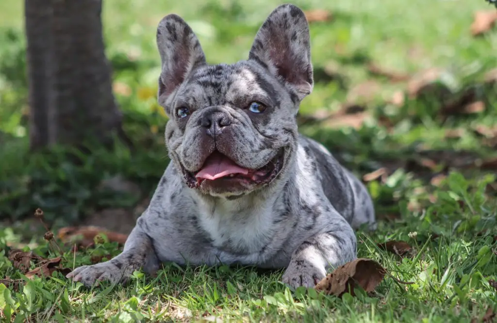 graue Bulldogge mit blauen Augen
