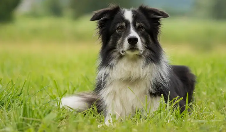 Collie-Hund