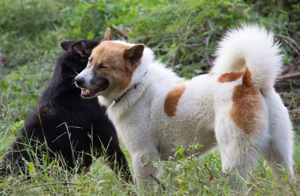 Jagd auf einen asiatischen Hund