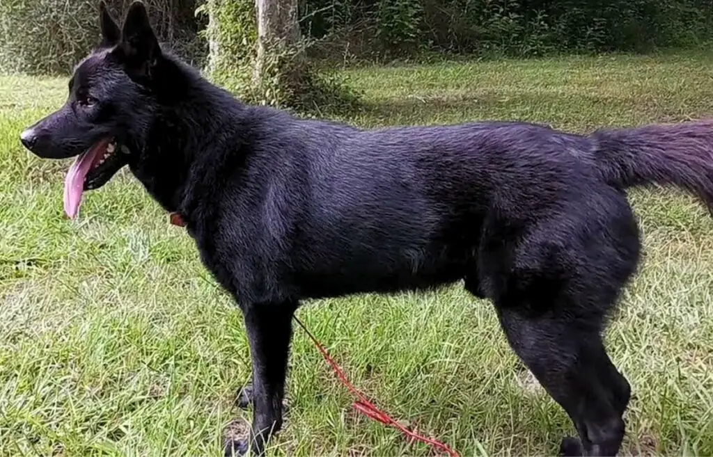 mexikanischer Wildhund
