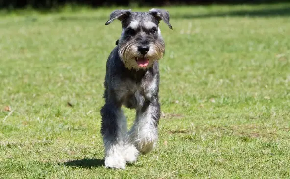 Standardschnauzer
