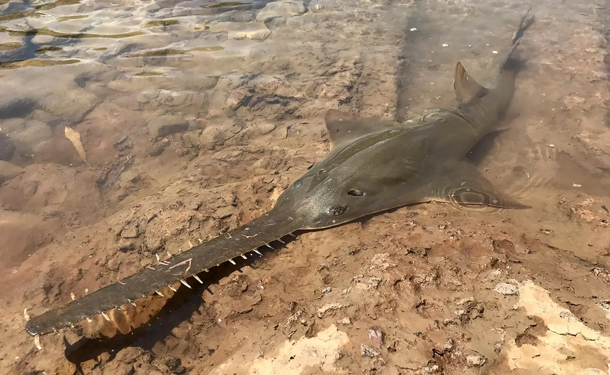 Sägefisch mit seltsamem Podium: Wer ist das? Wo und wie lebt er?