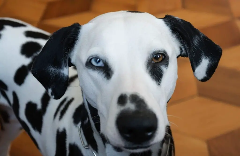 Hündchen mit blauen Augen
