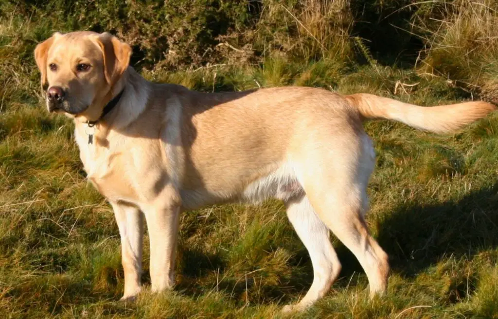 Roter Jagdhund
