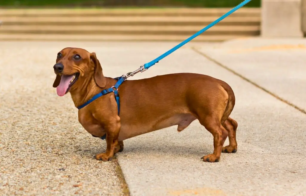 Hunde mit rotem Fell
