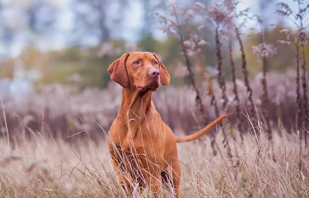 kleine rote Hunde
