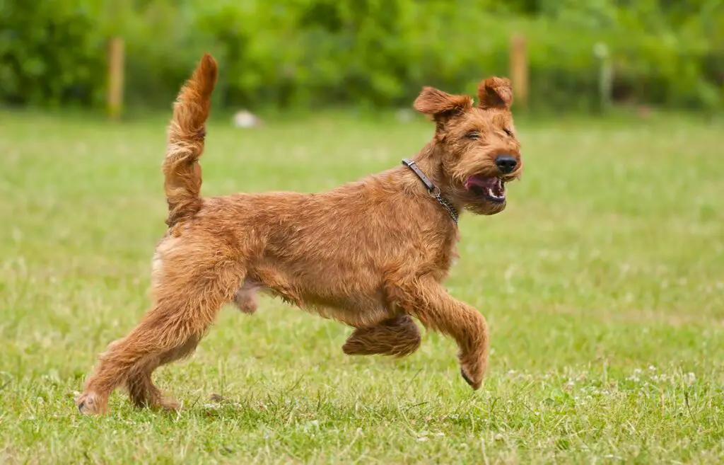 roter kurzhaariger Hund
