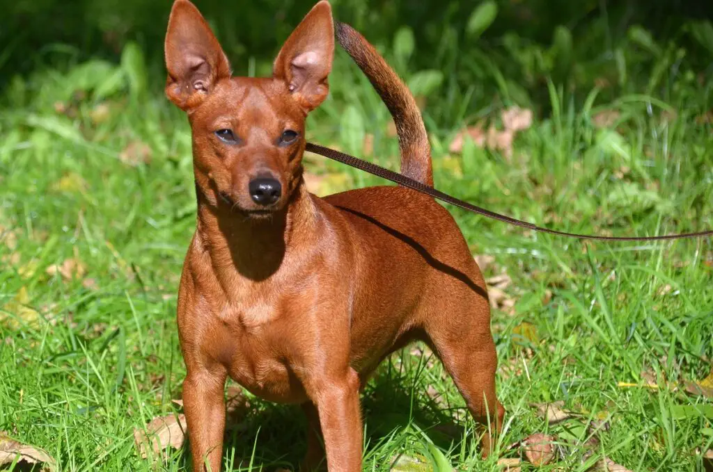 Roter Schäferhund
