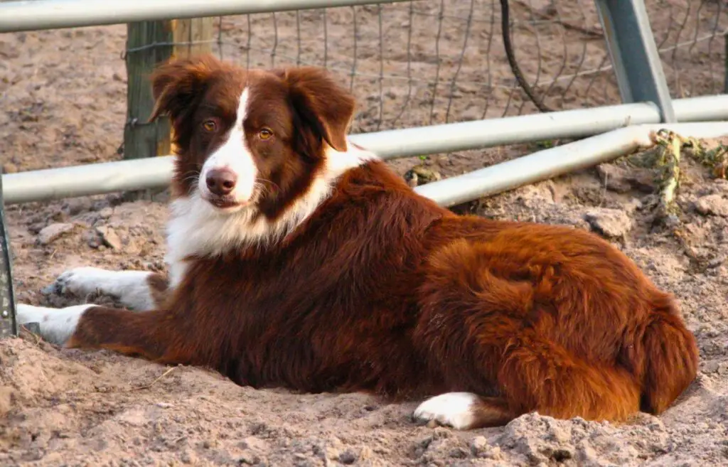 Hunde mit roten Haaren
