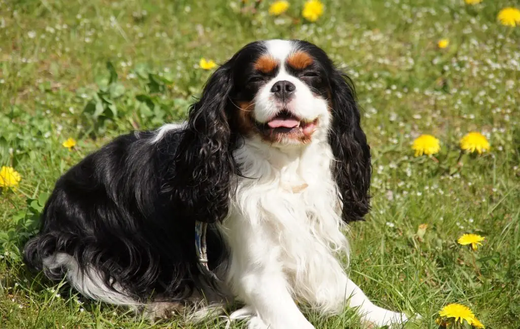 kleiner schwarz-weißer Hund
