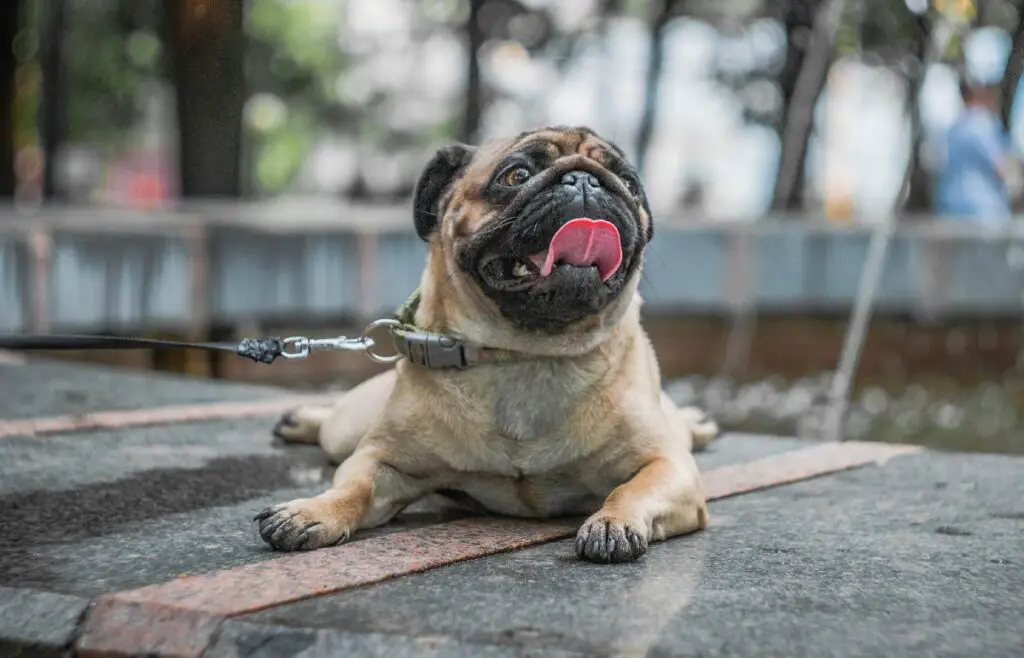 großer chinesischer Hund
