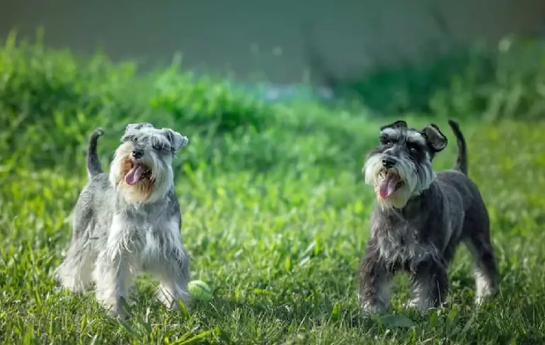 Schwarz-weißer Parti-Schnauzer
