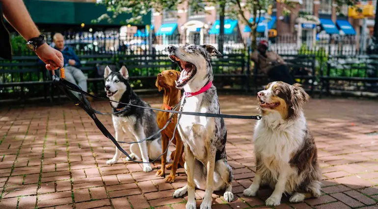 Wie man einen Hund loswird, den man nicht will
