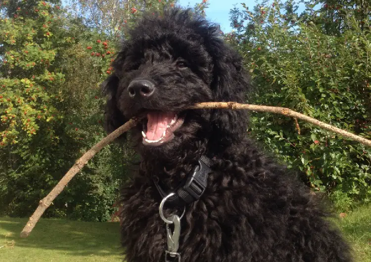 Wasserspaniel