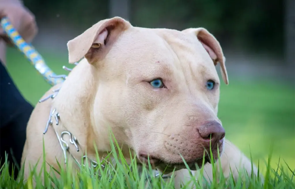 Pitbull mit blauen Augen
