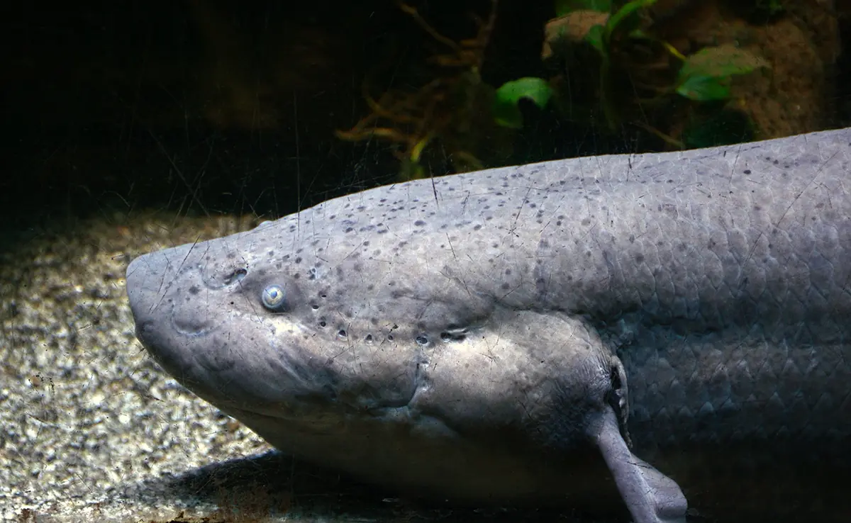 Afrikanische Dipneuste, der einzige Fisch, der auf der Erde gehen kann!