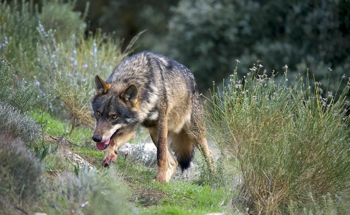 Iberischer Wolf: Wer ist er? Wie lebt er?