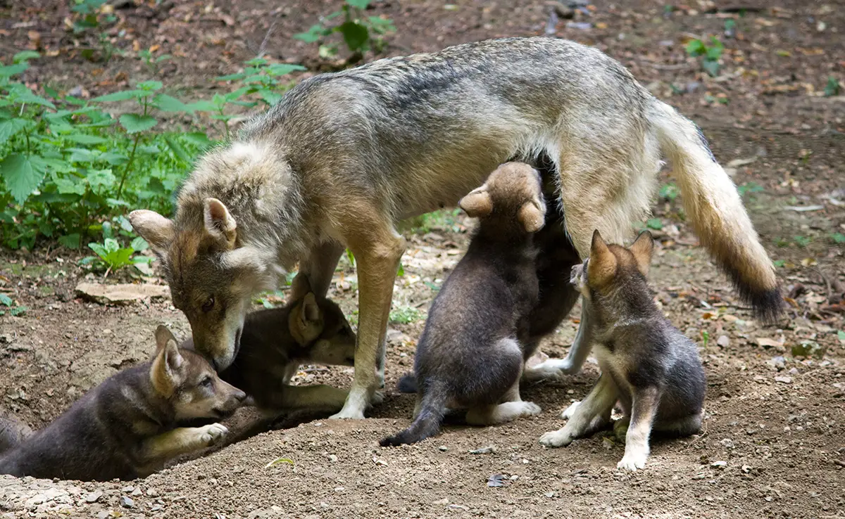 Reproduktion des Wolfs: Sexuelle Reife, Zyklus, Schwangerschaft und Geburt!