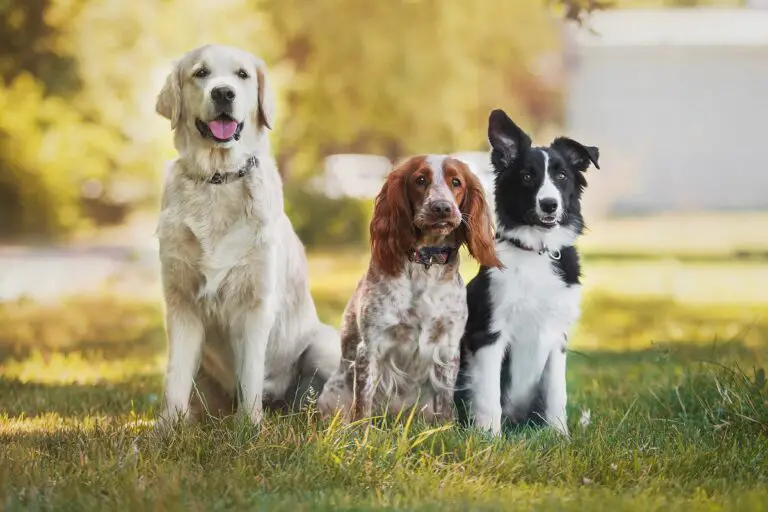 Razas de perro populares