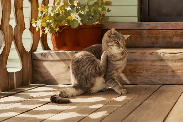 Sarna en gatos