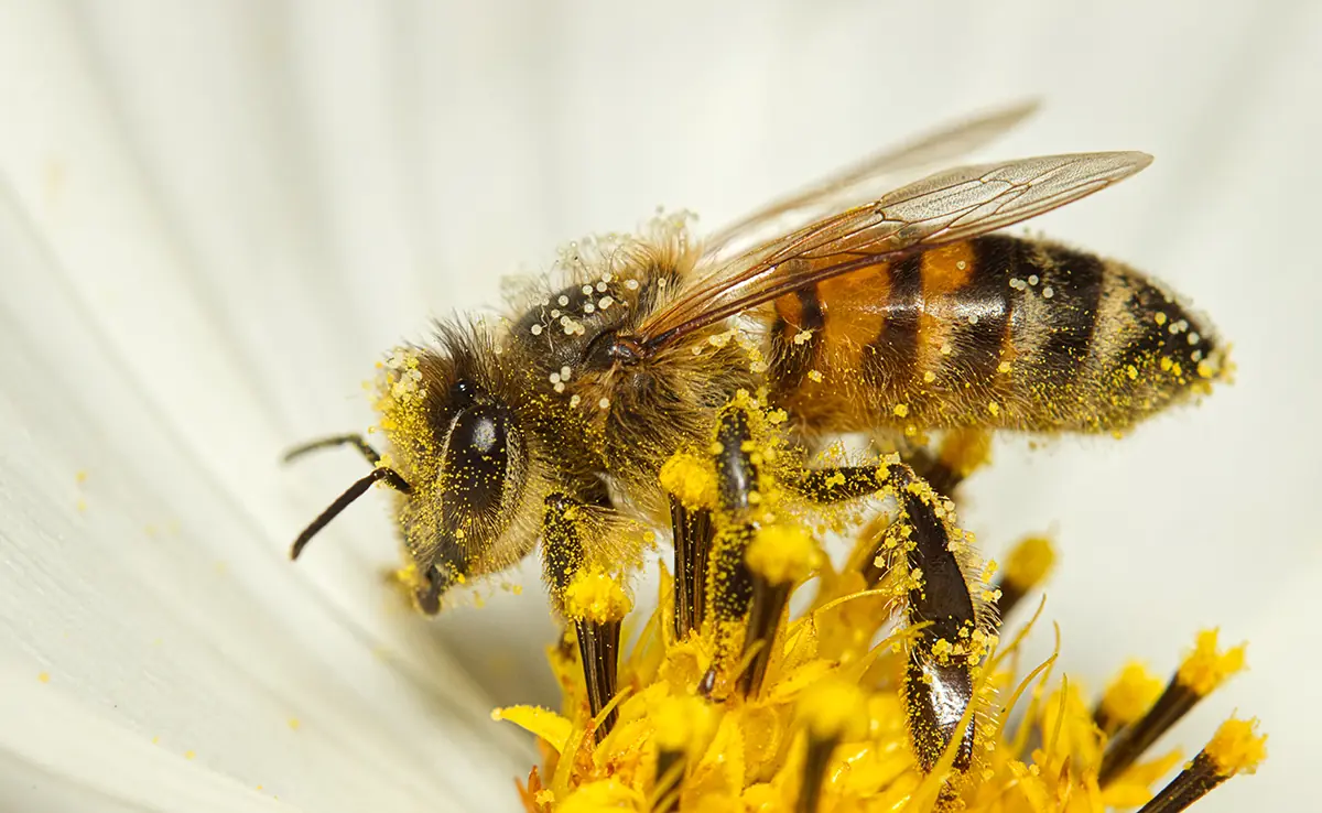 abeille 061351 1200 738