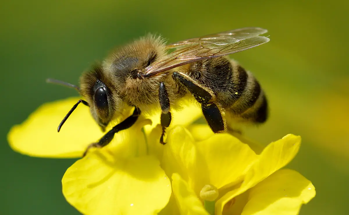 Schwarze Biene (Apis Mellifera Mellifera), rustikale Biene in Gefahr!